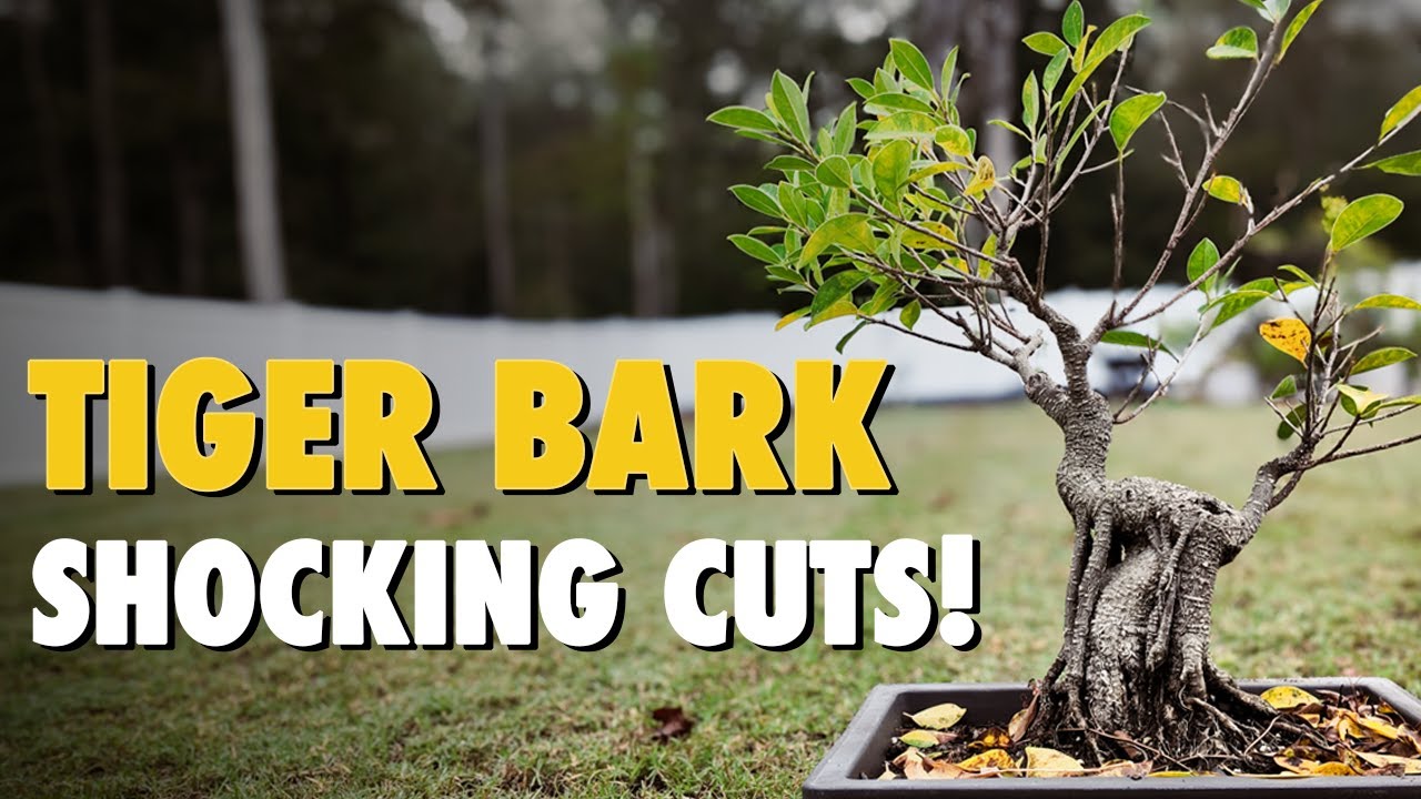 Tiger Bark Ficus Bonsai Pruning & Repotting Pt 1 Watch How Far I Push Them (Ficus Microcarpa Retusa)