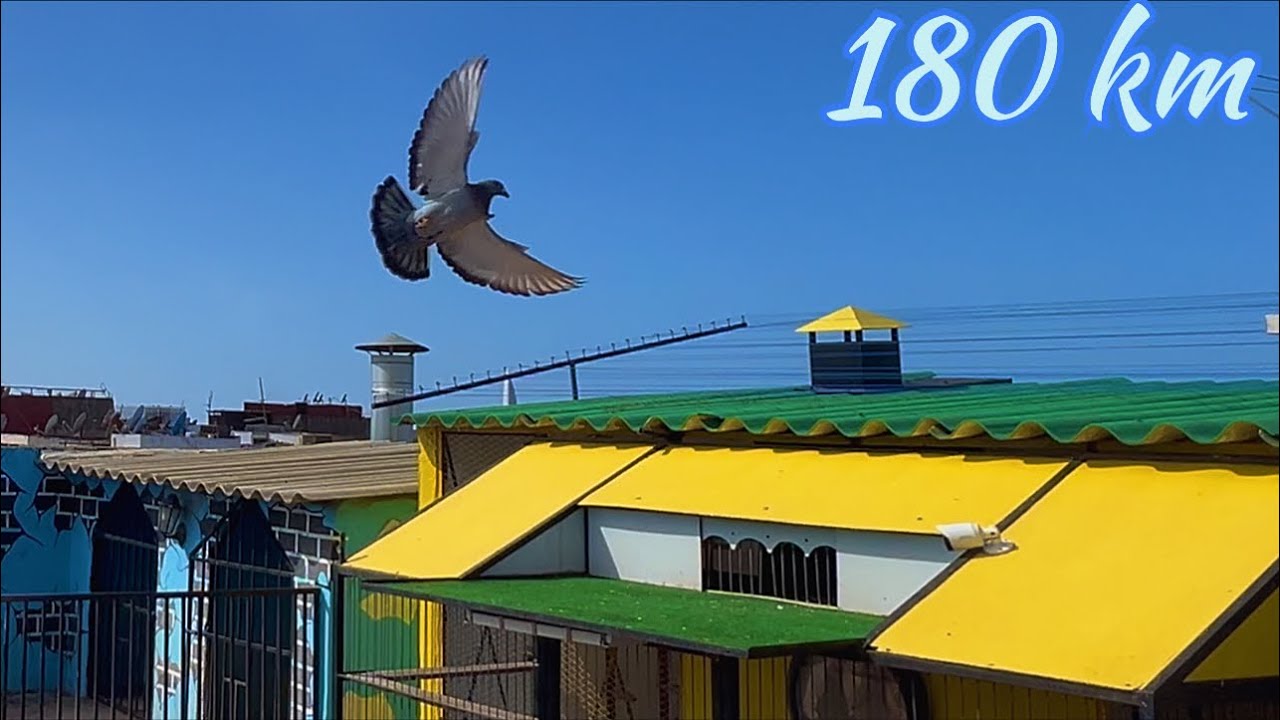  دخول الحمام 🪽من سباق 180 كلم 🔥السباق التاني في مرحلة السرعة 💨 تحت لواء الرابطة السلوية 