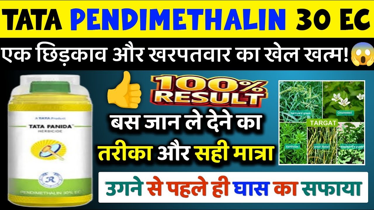 Tata Panida Herbicide Uses | Pendimethalin 30 EC Kharpatwar Nashak Dawa Kaise Aur Kab Use Karein?