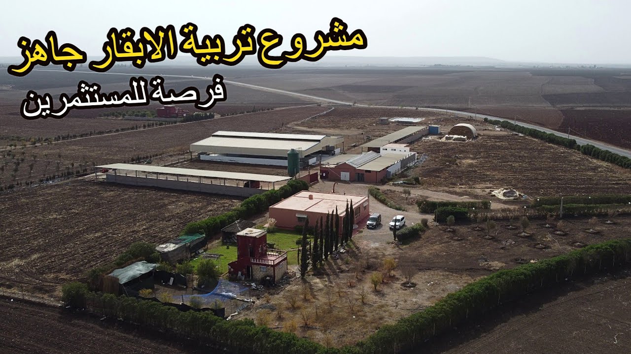✨ مشروع تربية الابقار جاهز ومجهز فرصة للراغبين باجمل المشاريع ومحبي الابقار ✨ سطات - برشيد