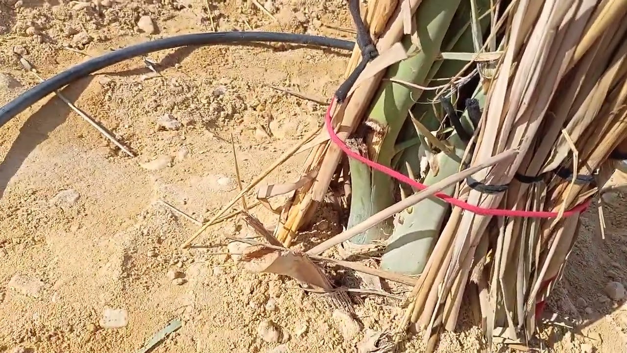 أهم ما يراعي عند زراعة فسائل النخيل لضمان نسبة نجاح عالية