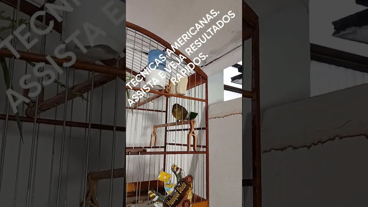TECNICAS AMERICANAS.  RESULTADOS RAPIDOS. . Ja segue compartilha . Me ajude a te ajudar