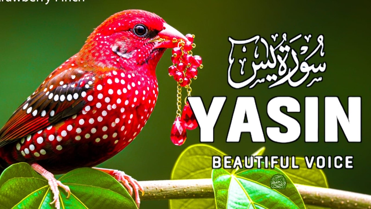 Surah Yaseen  yasin (سورة يس) 🌙 Deep Sleep & Stress Relief | Relaxing Quran Recitation | EP=35