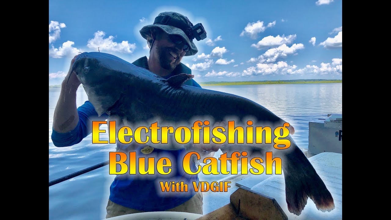 Blue Catfish Electrofishing with VDGIF on the Rappahannock River