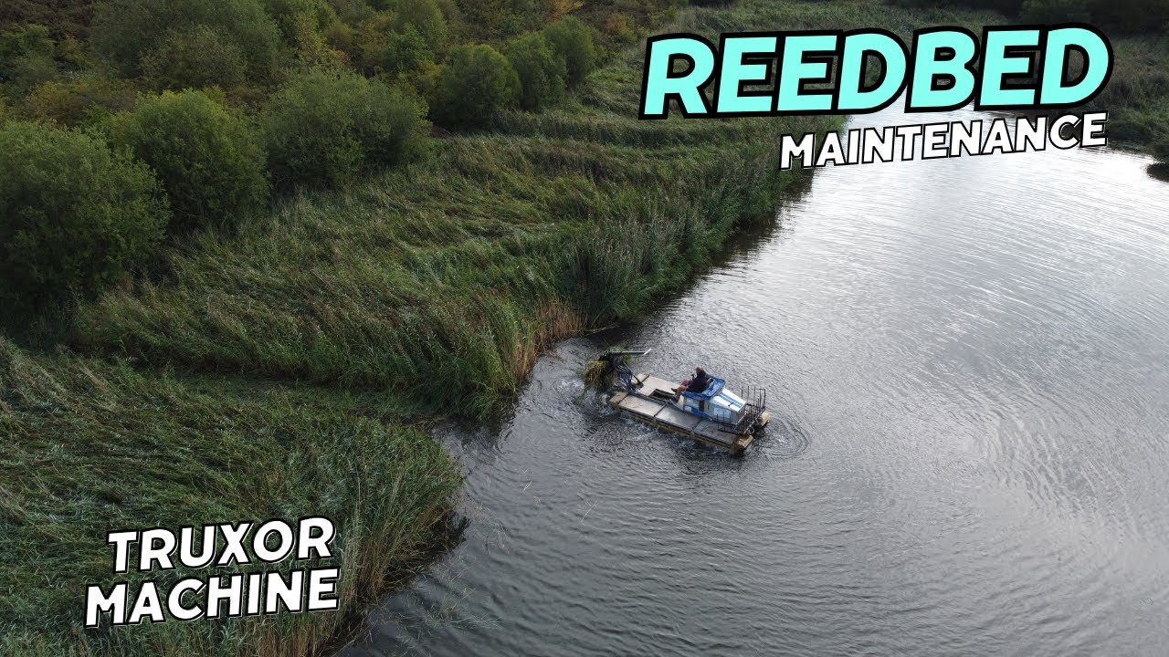 Reedbed maintenance!