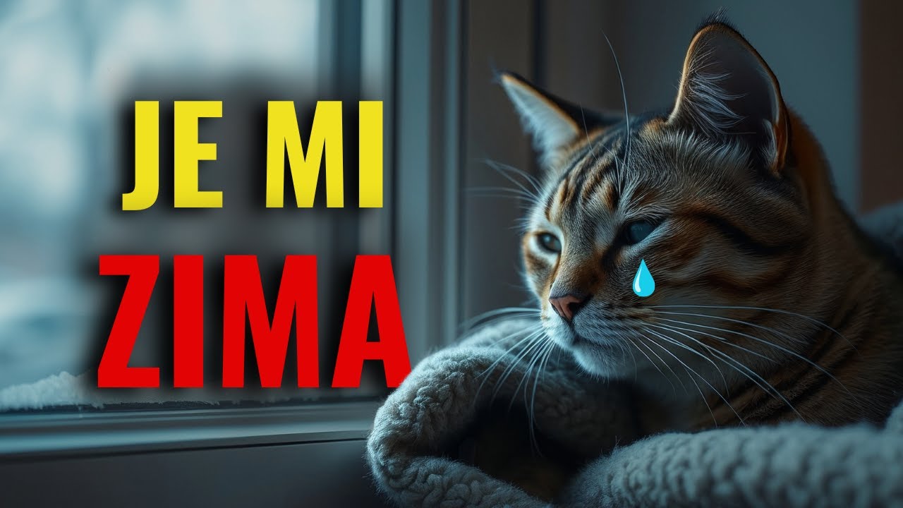 V zimě tohle dělá 90 % majitelů koček – a málokdo ví, co to s nimi dělá