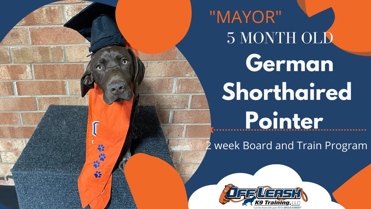 Winston Salem Dog Trainers - (German Short-Haired Pointer~2 Week Board and Train)
