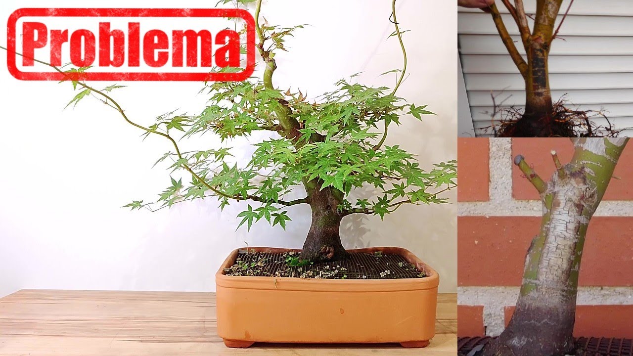 🔝¿Cuál es el PROBLEMA de este BONSAI de ARCE PALMATUM?