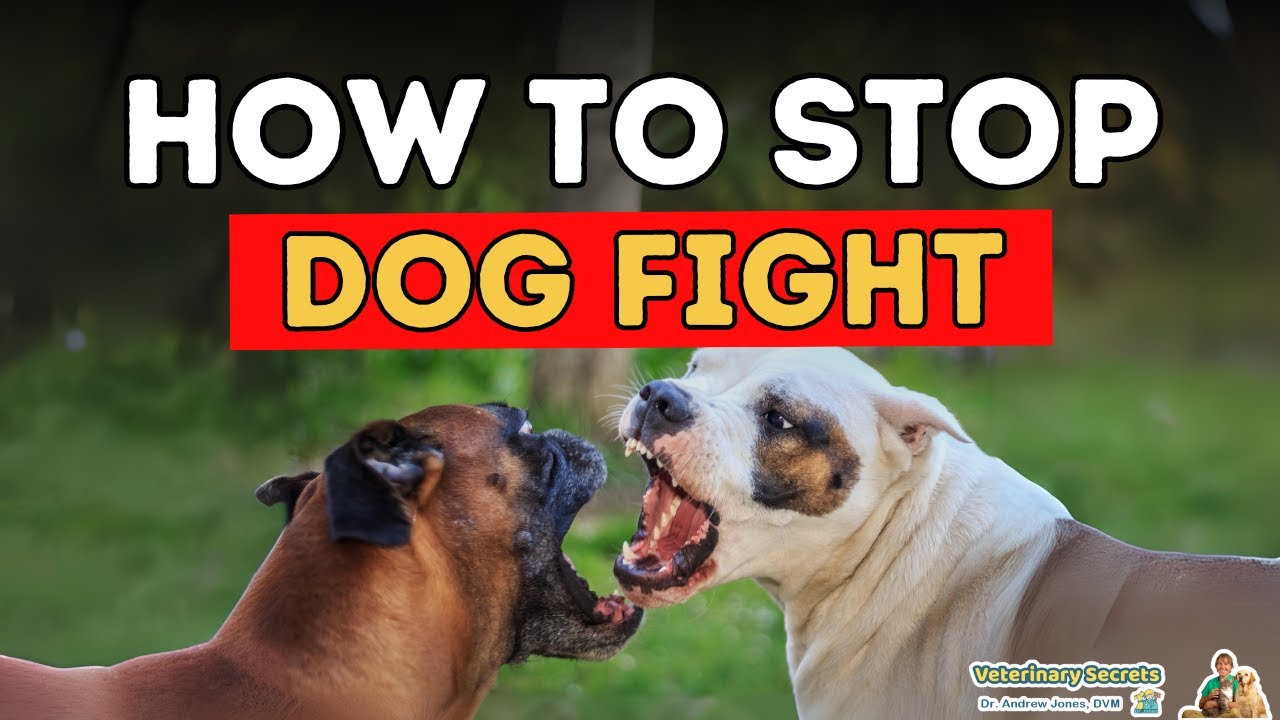 How To Stop Dog Fighting