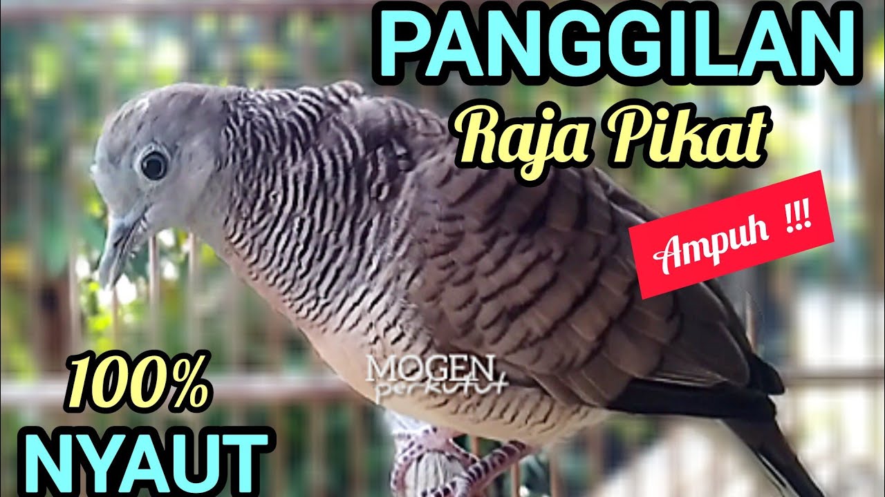 Perkutut Lokal Gacor||Panggilan Raja Pikat Paling Ampuh Bikin Semua Perkutut Nyaut||Suara Ngeristal 