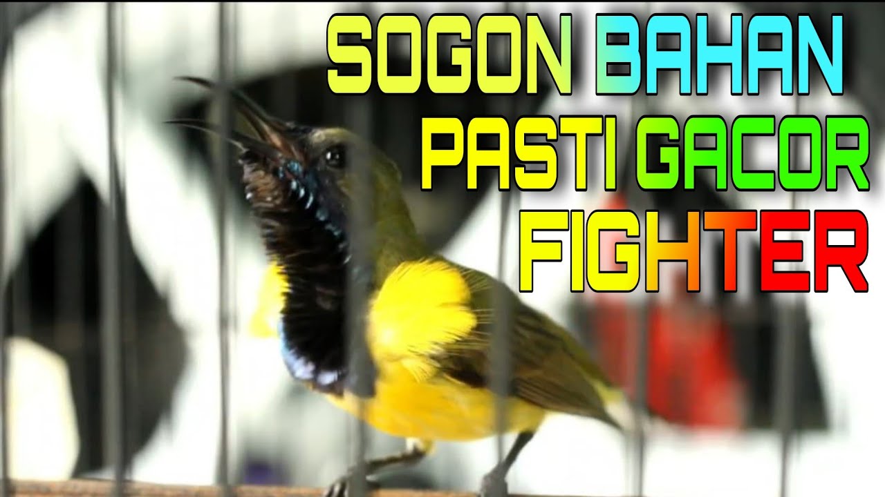 Terapi Pancingan  SOGON Bahan agar langsung gacor FIGHTER 