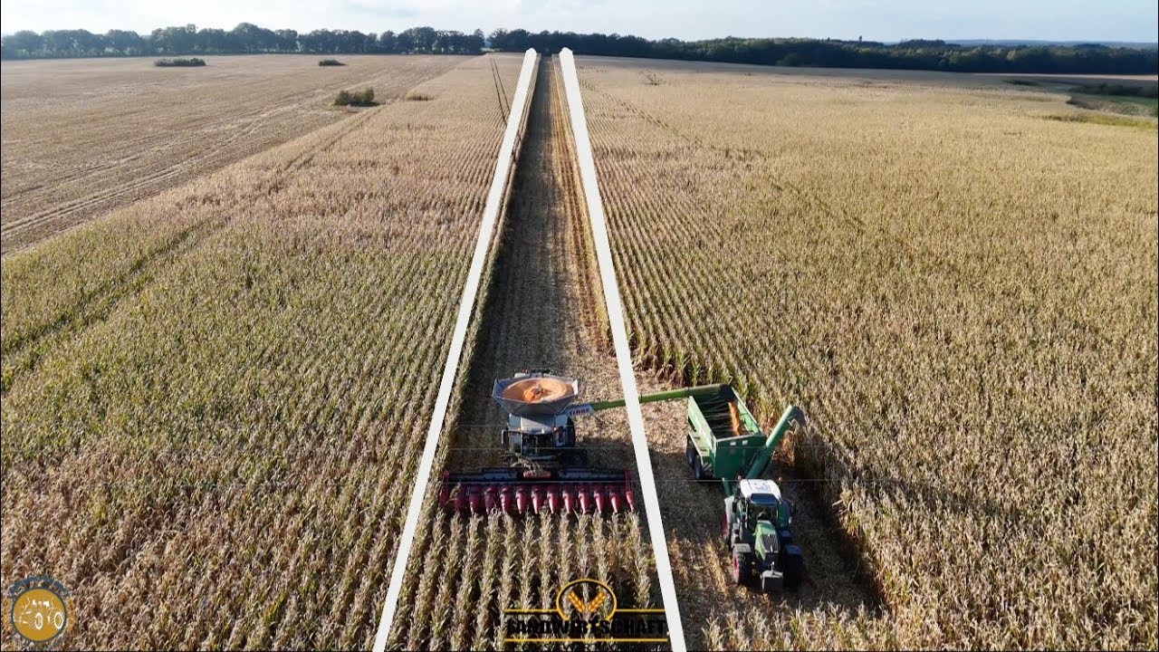 Kein Ende der Durchbruch mit dem 8900 Lexion! Mais Dreschen & Mais Mühle Schweinefutter Produktion