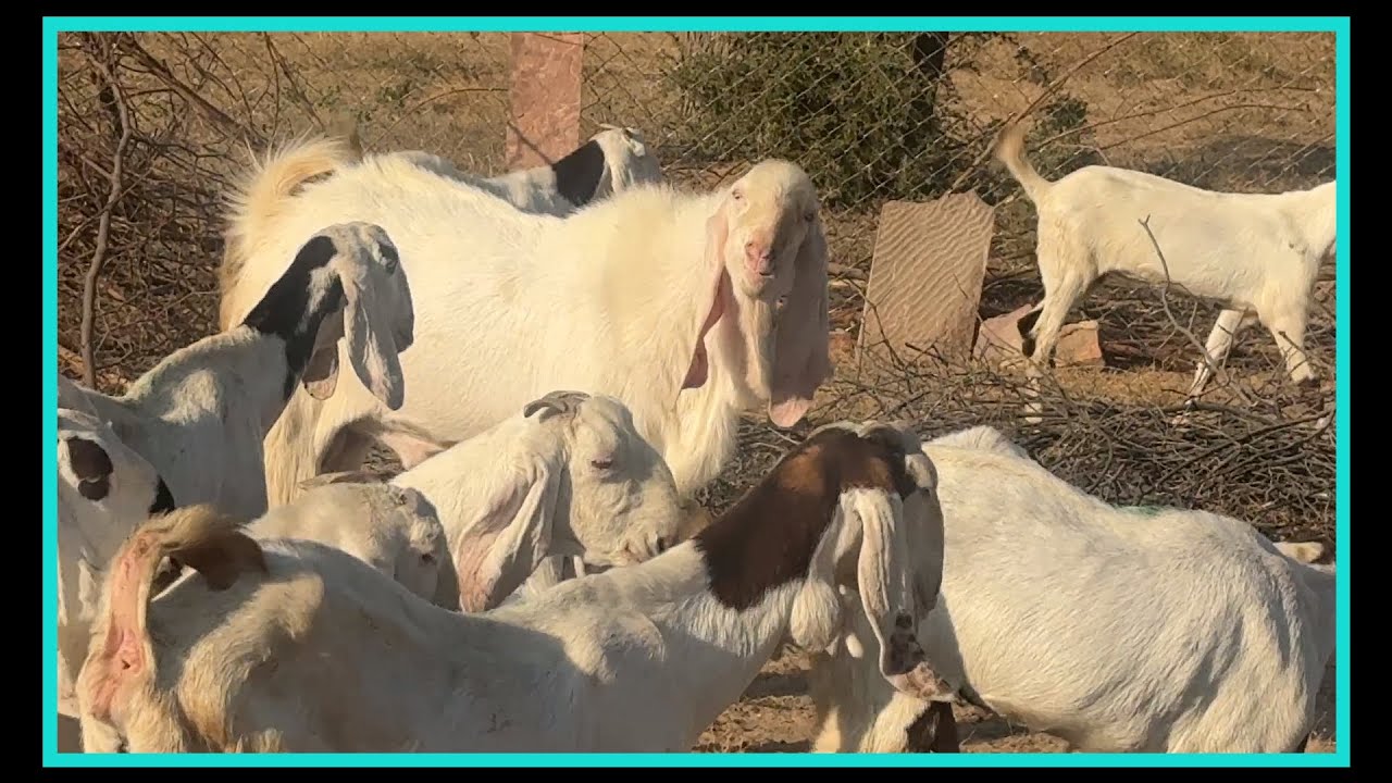 Memon Goat Farm Sojat & Gujri Goats in Pipar City, Rajasthan
