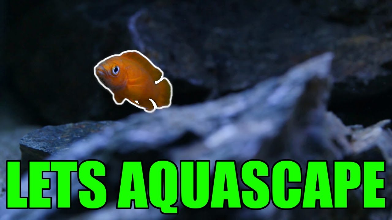 Акваскейп озера Танганьика - Neolamprologus leleupi