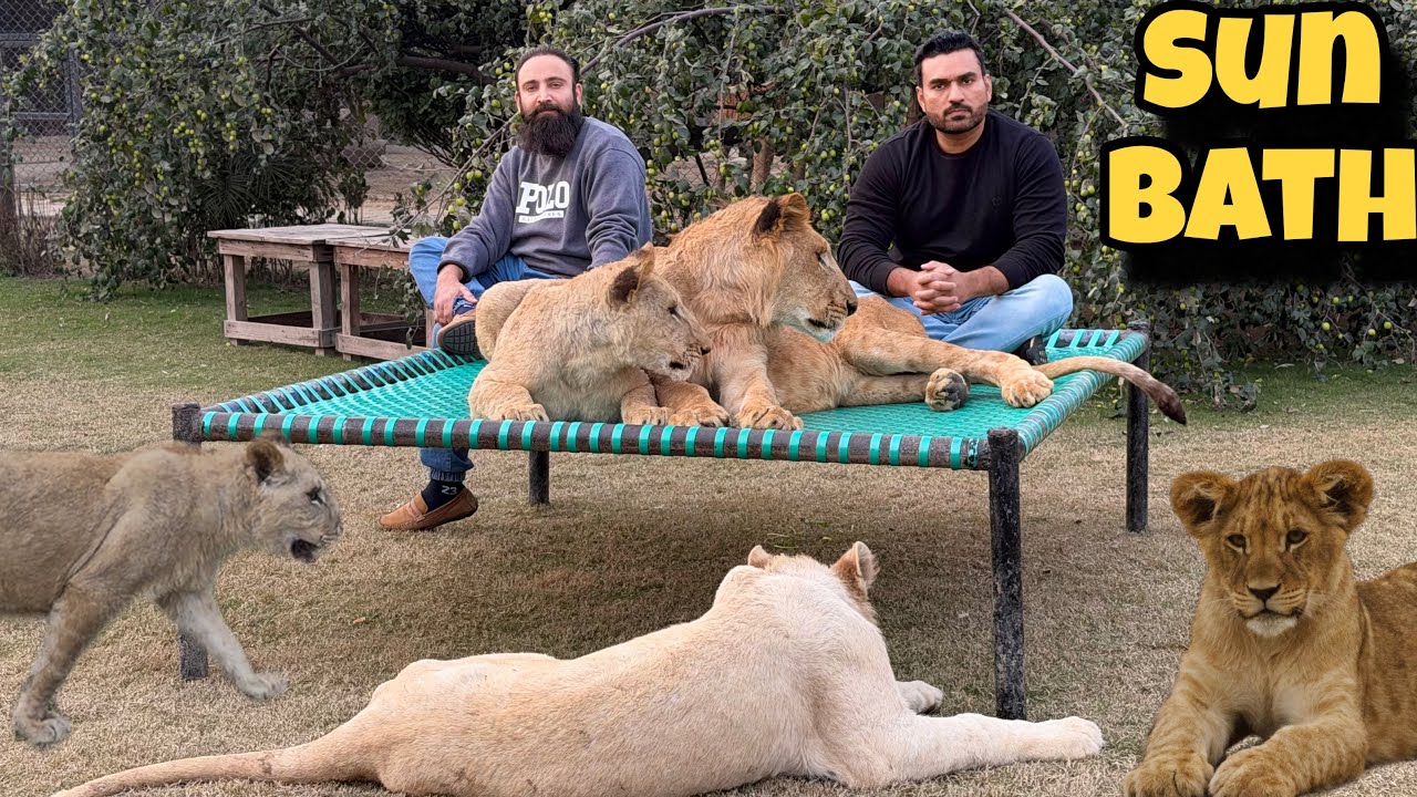 Lion Pride Ko Sun Bath Day Diya 🦁|#justiceforbigcat