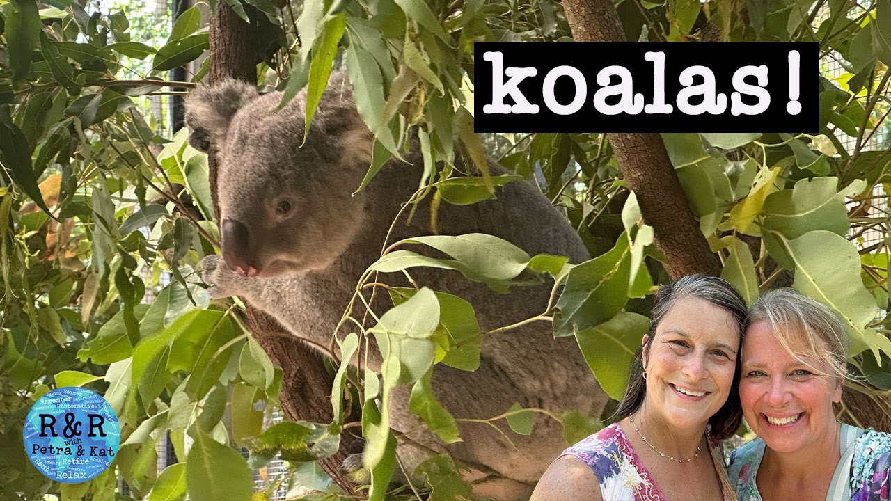 At last!  Time with koalas... wait until you see!