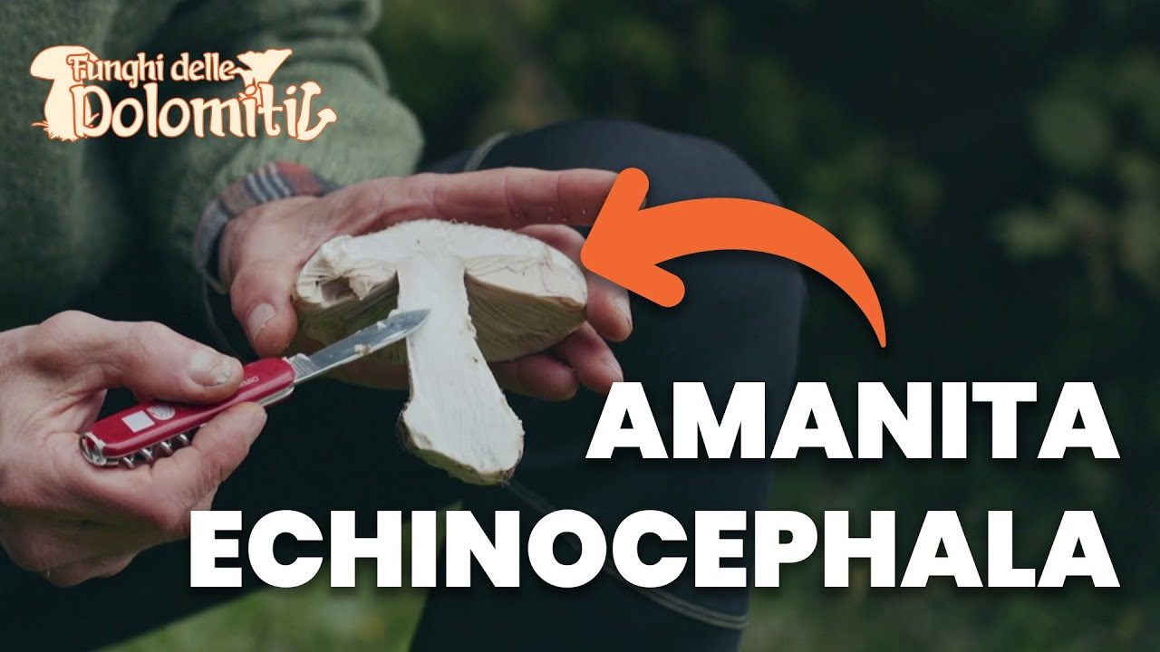 Funghi delle Dolomiti 🍄 | E10: Amanita Echinocephala (Non Commestibile)