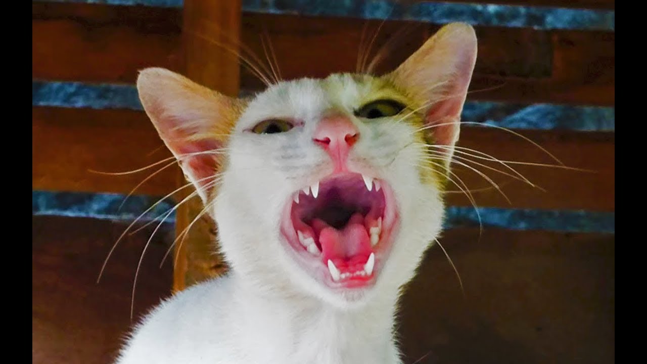 Cat meowing very loudly - LOUDEST Cat Meows That Will Make Your Cat Go CRAZY! Sound to Attract Cats