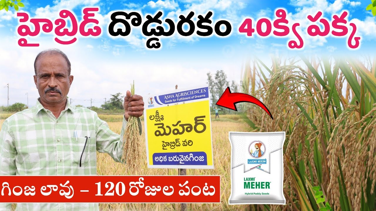 హైబ్రిడ్ దొడ్డురకం మెహర్ వరి సాగు | Hybrid Mehar Paddy Farming | Best Paddy Seed | Shiva Agri Clinic