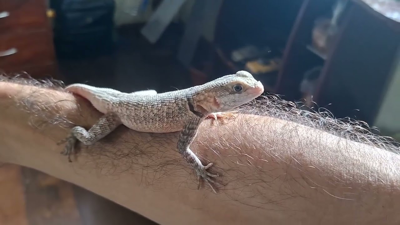 Mostrando o meu calango tropidurus hispidus macho nome gigante e mais.