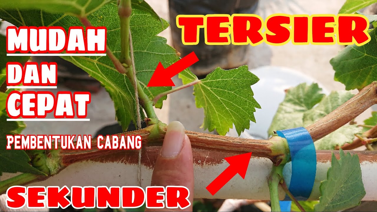 CARA CEPAT MEMBENTUK CABANG TERSIER ANGGUR‼️🔥🍇