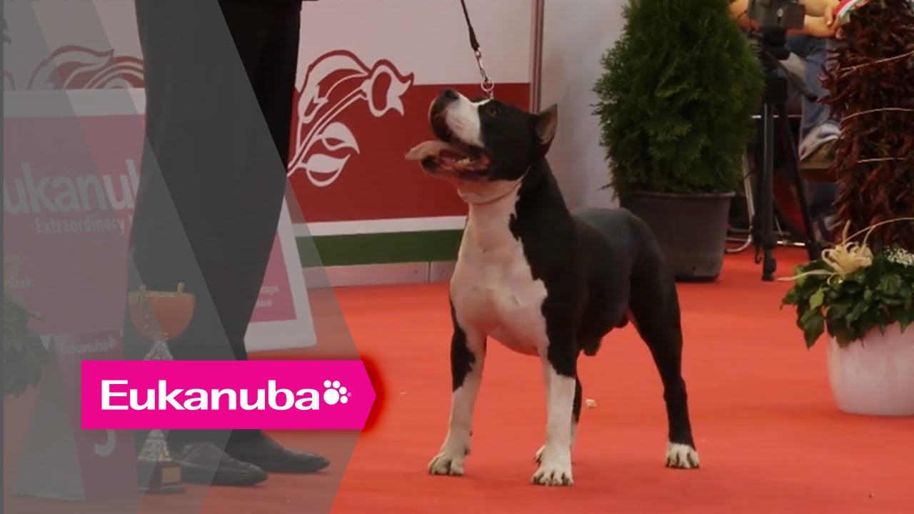 World Dog Show 2013 - Group III Judging