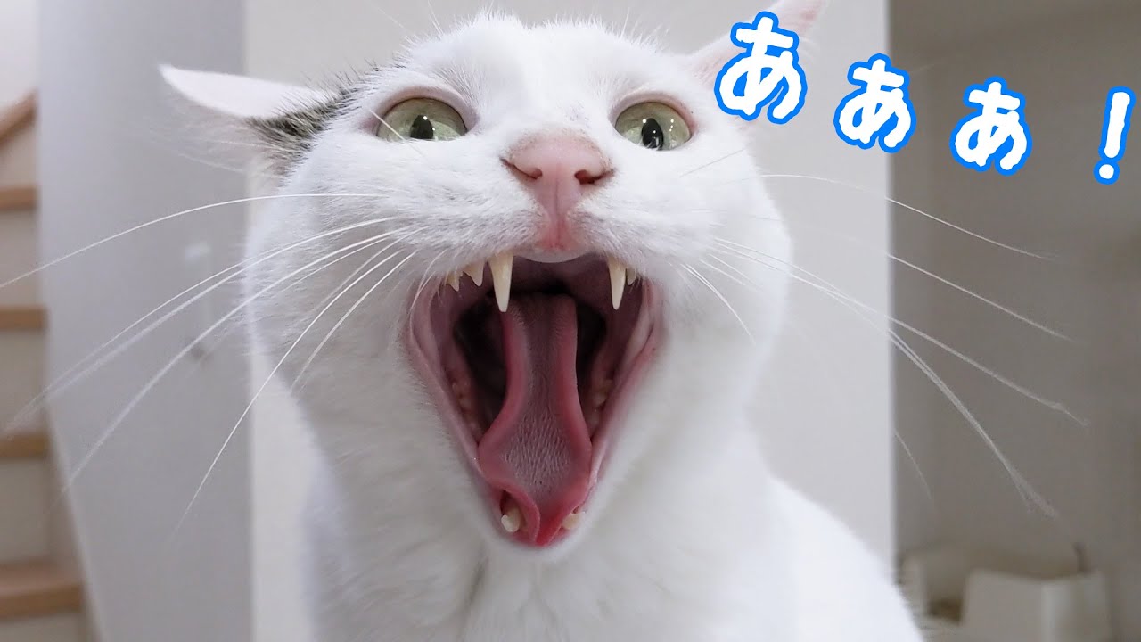 文句を言いながらあくびも声を出すお喋り猫チロさん