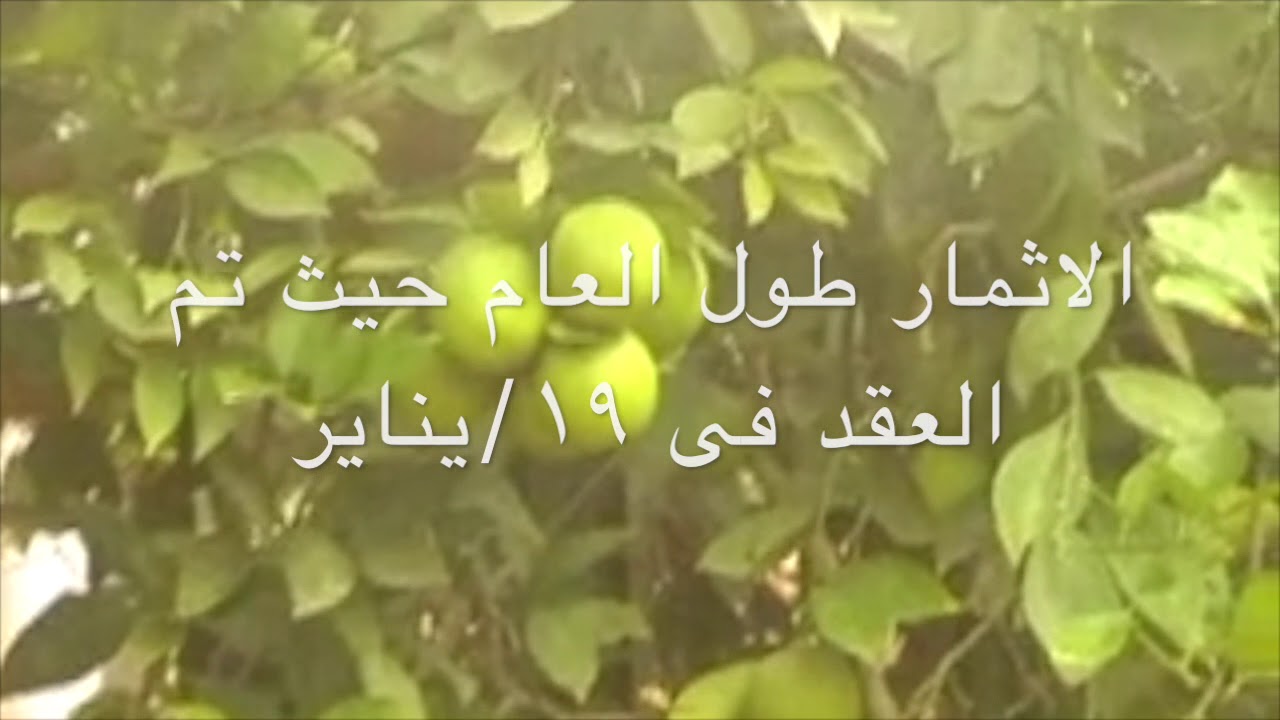 زراعة الحمضيات داخل البيوت المحمية