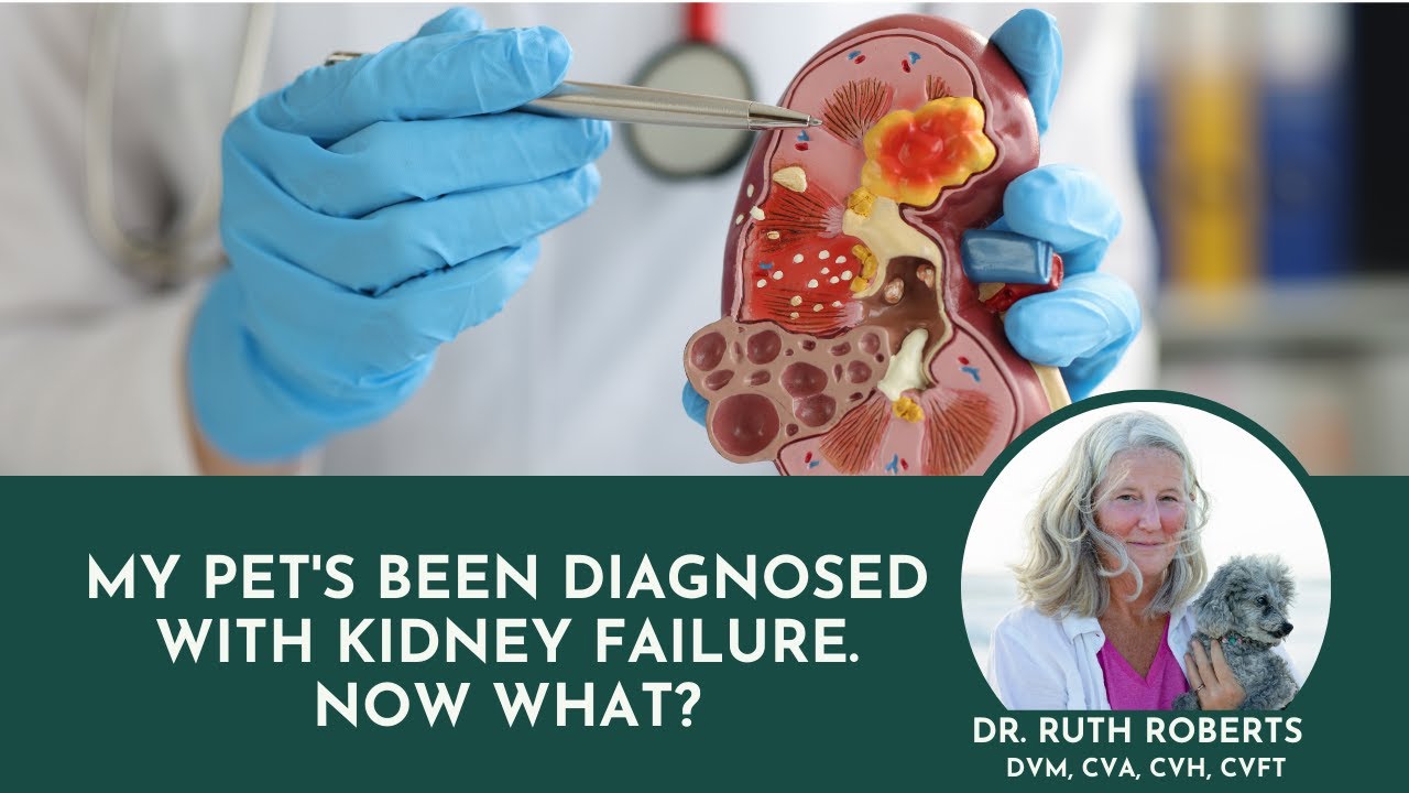 My Pet's been Diagnosed with Kidney failure. Now what?