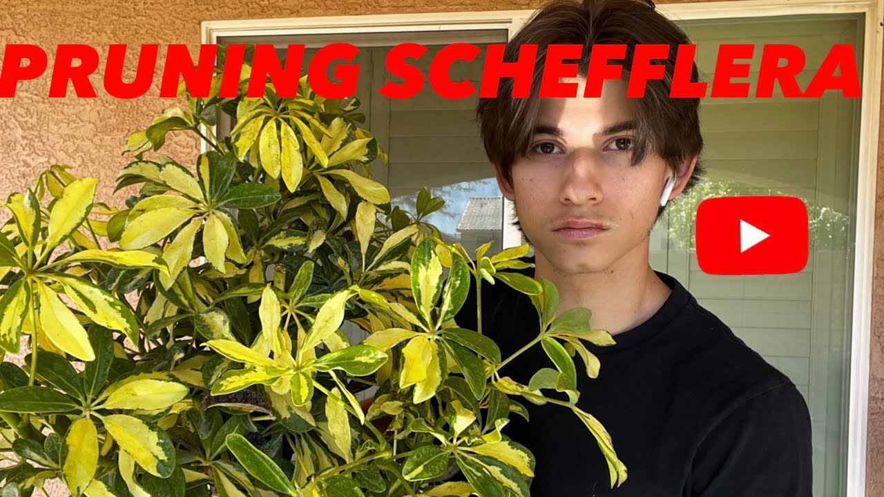 Pruning and Propagating Dwarf Umbrella Tree(Schefflera)