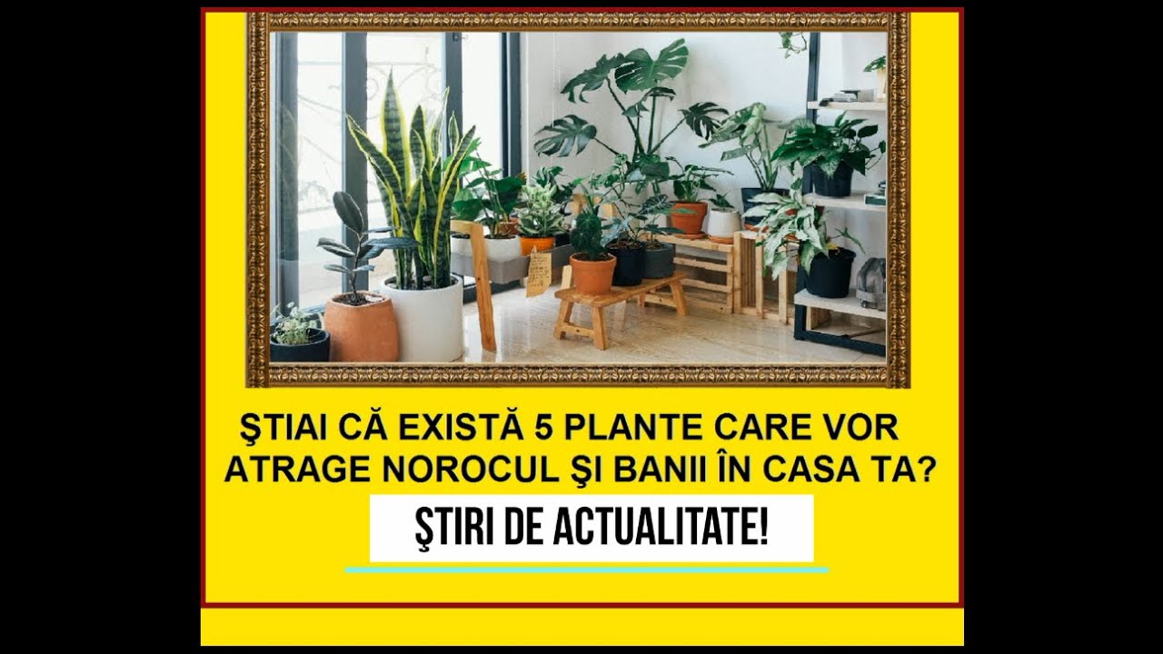 ŞTIAŢI CĂ EXISTĂ 5 PLANTE DE CAMERĂ CARE &Icirc;ŢI ADUC FERICIREA ŞI &Icirc;ŢI POARTĂ NOROC &Icirc;N FIECARE ZI?