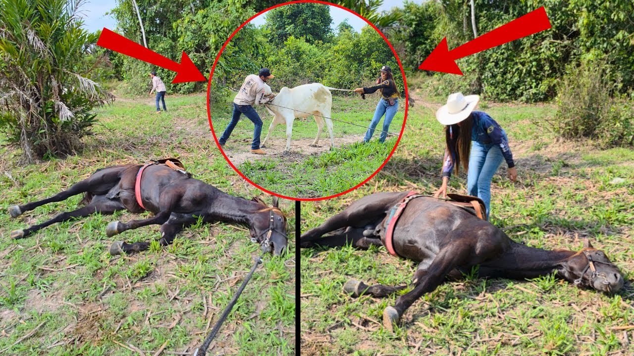 MEU CAVALO NÃO AGUENTOU E DESMAIOU COM A BEZERRA NO LAÇO😱