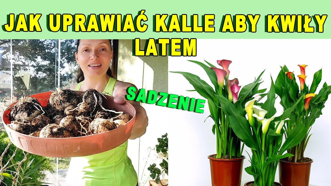Jak uprawiać KALLE aby kwitły latem | Sadzenie