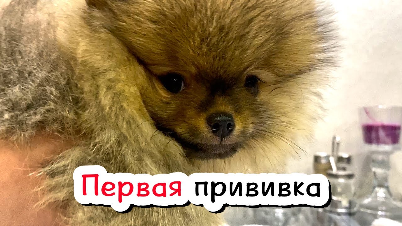 Что заменит Нобивак, про поедание каках, слезные дорожки, кастрацию, питание, защиту от клещей