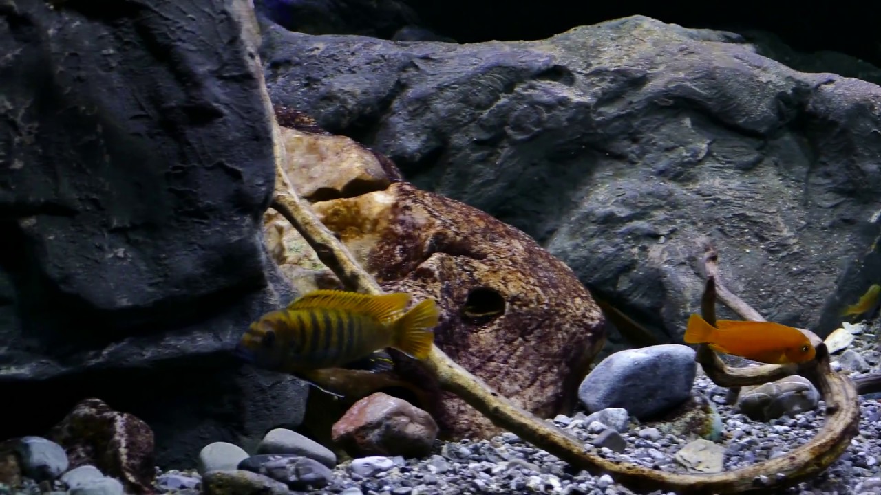 Malawi Mbuna Traum 2.0