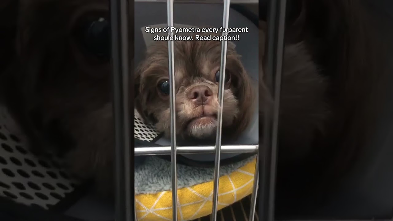 Signs of Pyometra every furparent should know! #dog #shihtzu #pyometra #bloodparasite