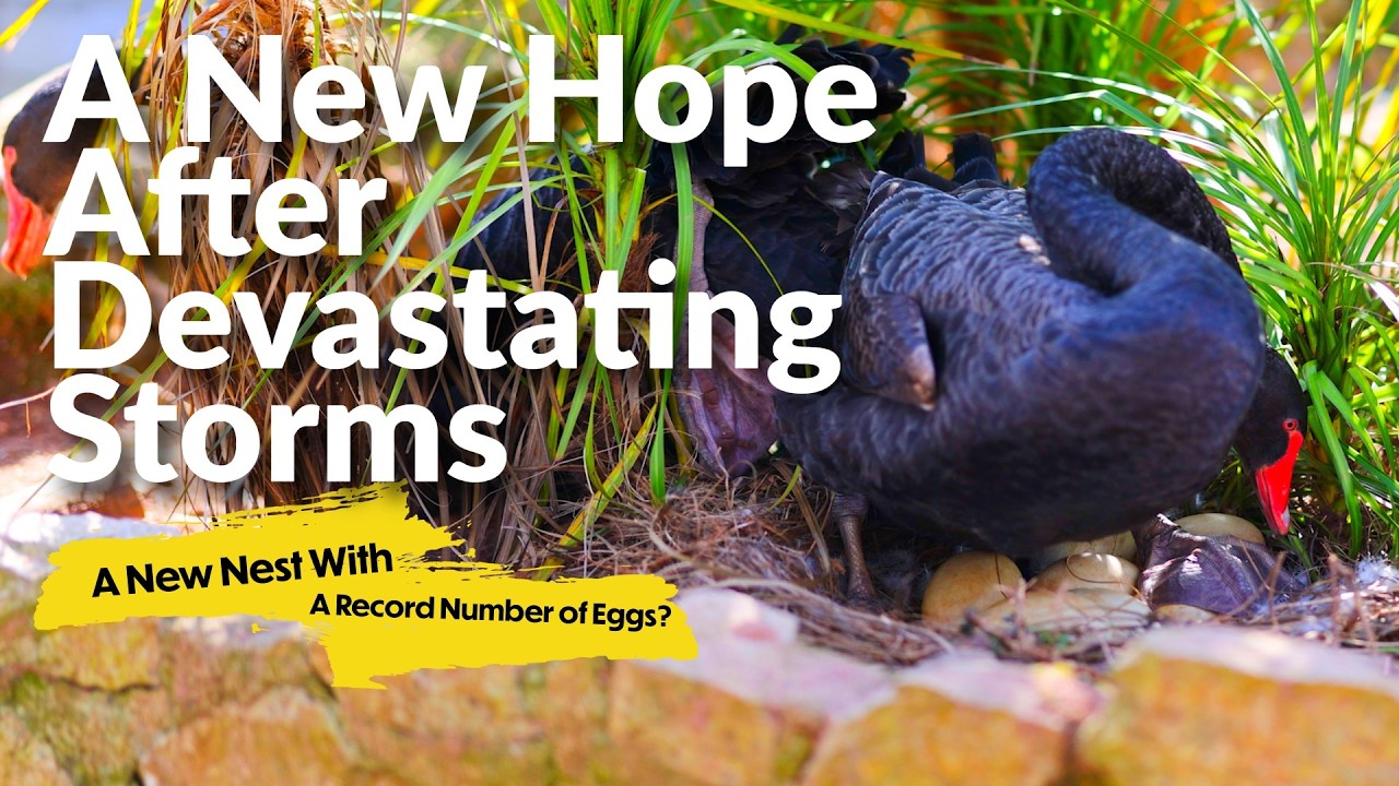 Black Swans Rebuild After Tragedy with a Record Number of Eggs?