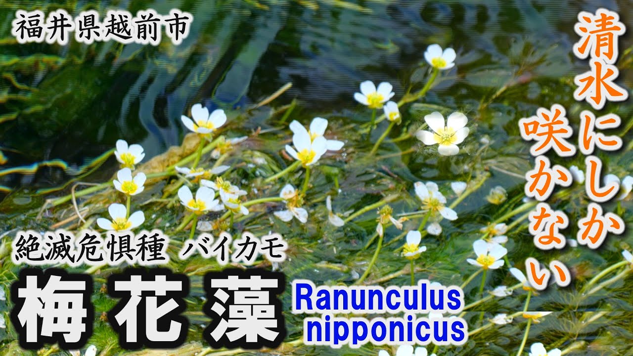 清水にしか咲かない「梅花藻（バイカモ）」～越前市【動画紀行・福井県】Ranunculus nipponicus