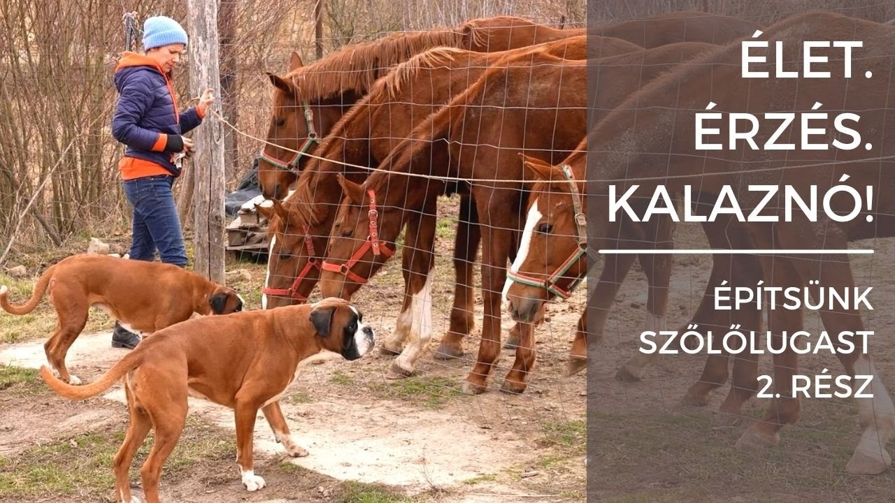 Élet. Érzés. Kalaznó! - Folytatódik a szőlőlugas építése