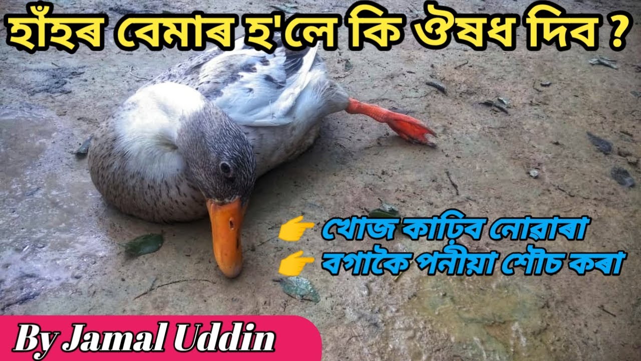 হাঁহৰ বেমাৰ হ'লে কি মেডিচিন (Antibatic) আটাইতকৈ উত্তম |  খোজ কাঢ়িব নোৱাৰা, বগা পনীয়া শৌচ আদি ।