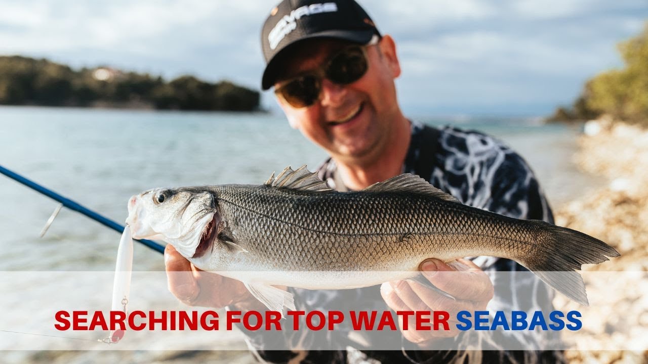 Searching for topwater Seabass