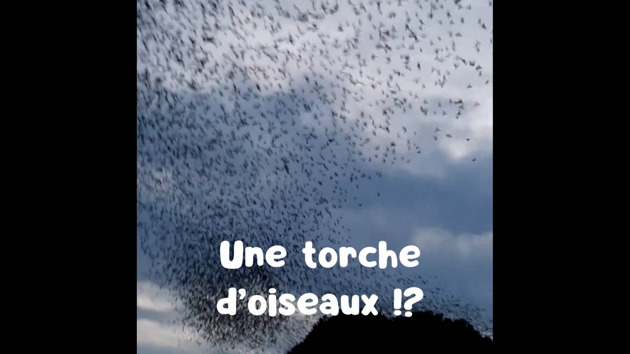 Une torche d'oiseaux !?