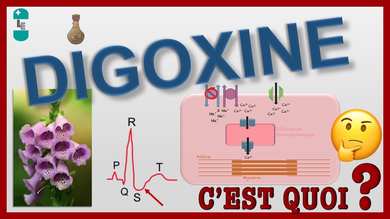 La Digoxine et sa toxicité (antiarythmiques partie 2)
