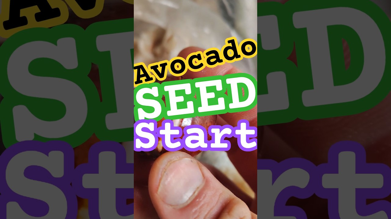 Kiełkowanie nasion awokado &ndash; czytanie o sadzeniu #Awokado #Rozmnażanie #szorty