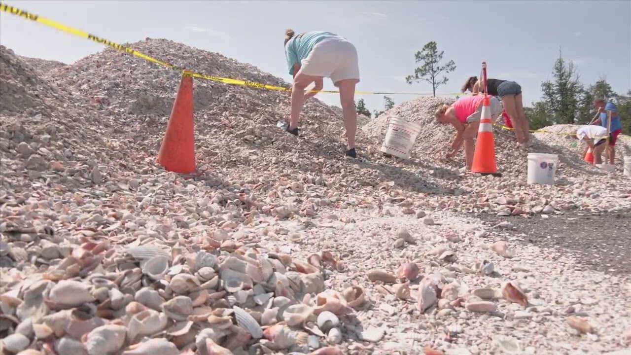 Public invited to collect shells from Mexico Beach renourishment project