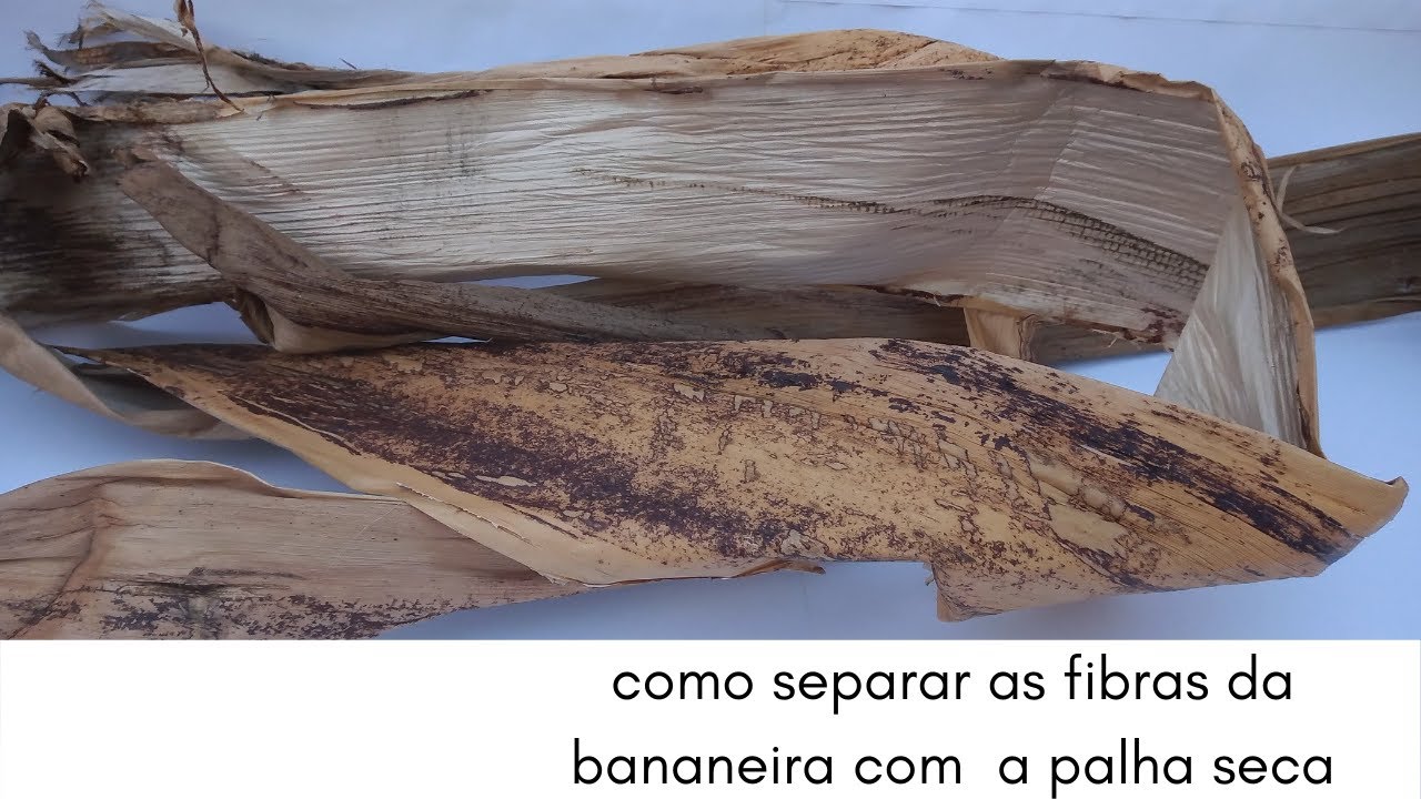 Como separar as fibras da bananeira da palha seca