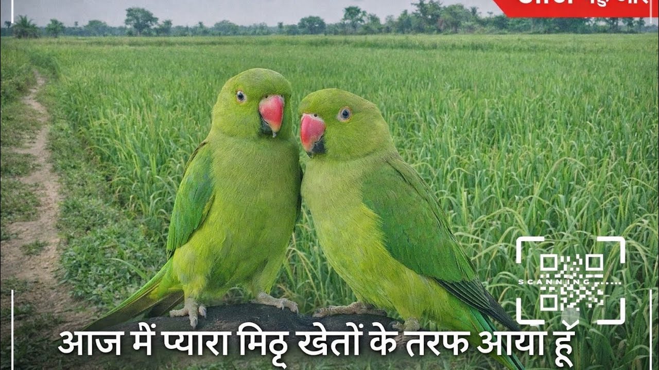 pyara mitthu 🦜 आज बाहर आया हूं मैं दोस्तों liveमें देखो कहां पर#short viral live 👍💯