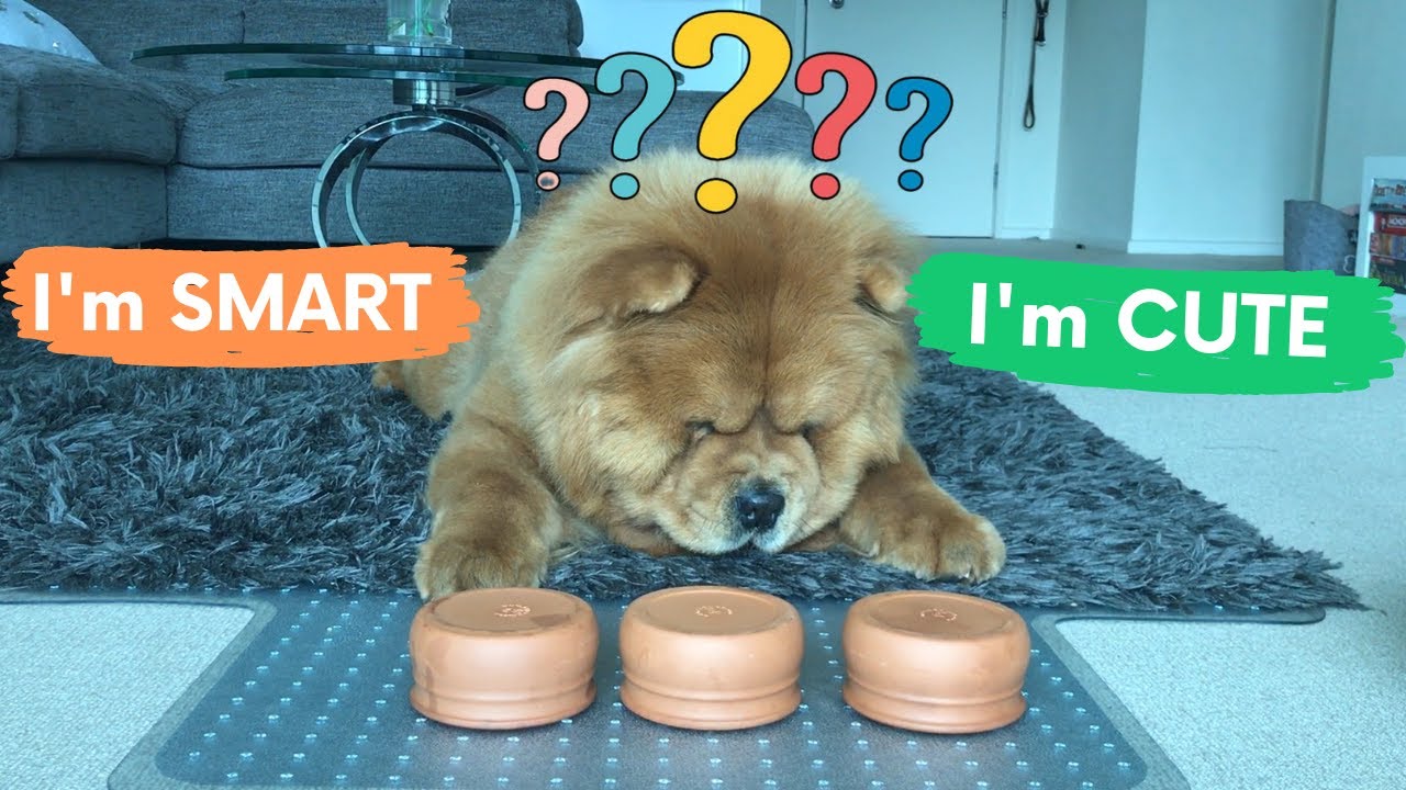 Testing my dogs IQ