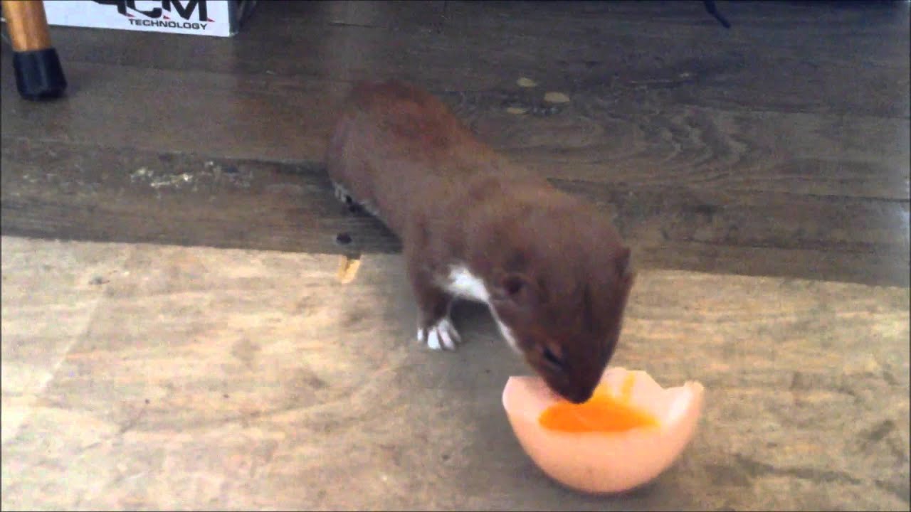 Ozzy the Weasel and his Easter egg.