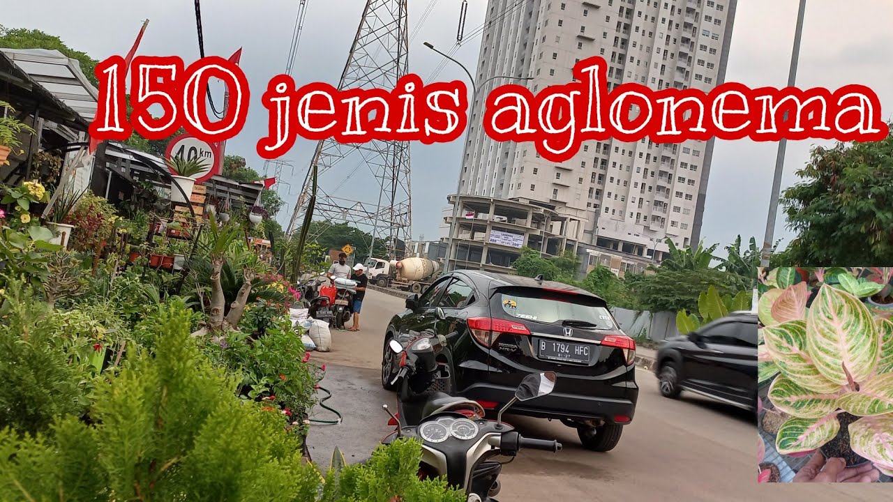 banyak pilihan